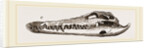 Skull of Crocodile and Caiman by Anonymous
