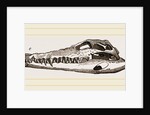 Skull of Crocodile and Caiman by Anonymous