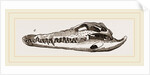 Skull of Crocodile and Caiman by Anonymous