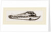 Skull of Crocodile and Caiman by Anonymous