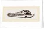 Skull of Crocodile and Caiman by Anonymous