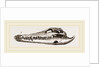 Skull of Crocodile and Caiman by Anonymous