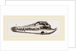 Skull of Crocodile and Caiman by Anonymous
