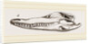 Skull of Crocodile and Caiman by Anonymous