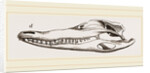Skull of Crocodile and Caiman by Anonymous