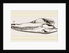 Skull of Crocodile and Caiman by Anonymous