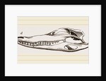Skull of Crocodile and Caiman by Anonymous