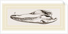 Skull of Crocodile and Caiman by Anonymous