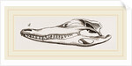 Skull of Crocodile and Caiman by Anonymous