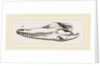 Skull of Crocodile and Caiman by Anonymous