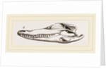 Skull of Crocodile and Caiman by Anonymous