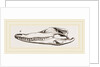 Skull of Crocodile and Caiman by Anonymous