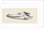 Skull of Crocodile and Caiman by Anonymous
