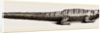 Common Crocodile by Anonymous