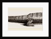 Common Crocodile by Anonymous