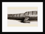 Common Crocodile by Anonymous
