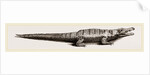 Common Crocodile by Anonymous