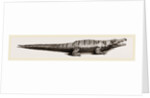 Common Crocodile by Anonymous