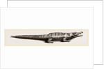 Common Crocodile by Anonymous
