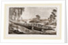 Common Crocodile by Anonymous