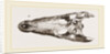 Skulls of Crocodile and Caiman by Anonymous
