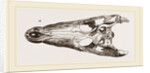 Skulls of Crocodile and Caiman by Anonymous