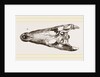 Skulls of Crocodile and Caiman by Anonymous