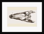 Skulls of Crocodile and Caiman by Anonymous