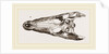 Skulls of Crocodile and Caiman by Anonymous