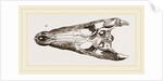 Skulls of Crocodile and Caiman by Anonymous