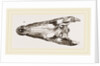 Skulls of Crocodile and Caiman by Anonymous