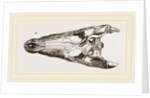 Skulls of Crocodile and Caiman by Anonymous