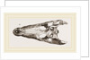 Skulls of Crocodile and Caiman by Anonymous