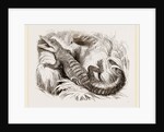 Common Crocodile by Anonymous