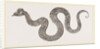 asilisk of Grevinus by Anonymous