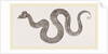 asilisk of Grevinus by Anonymous