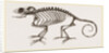 Skeleton of Chameleon by Anonymous
