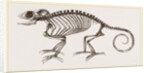 Skeleton of Chameleon by Anonymous