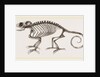 Skeleton of Chameleon by Anonymous