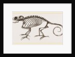 Skeleton of Chameleon by Anonymous
