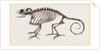 Skeleton of Chameleon by Anonymous