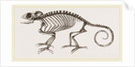 Skeleton of Chameleon by Anonymous