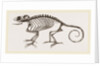 Skeleton of Chameleon by Anonymous