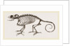 Skeleton of Chameleon by Anonymous