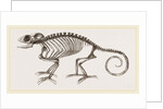 Skeleton of Chameleon by Anonymous