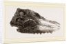 Skull of Crocodile Fossil by Anonymous