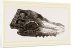Skull of Crocodile Fossil by Anonymous