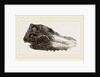 Skull of Crocodile Fossil by Anonymous