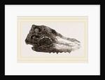 Skull of Crocodile Fossil by Anonymous