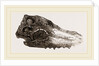 Skull of Crocodile Fossil by Anonymous